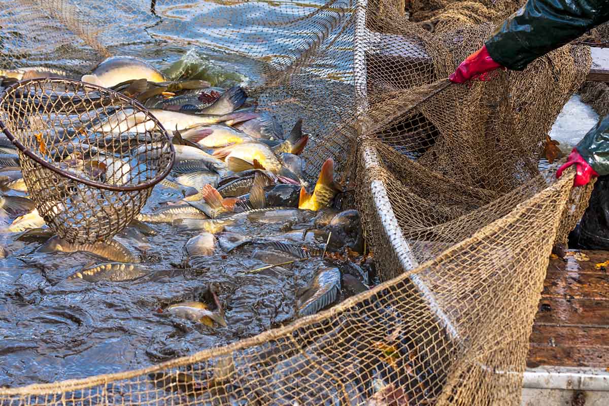 Рыболовецким компаниям предоставят прилегающие к акватории вылова рыбы земли