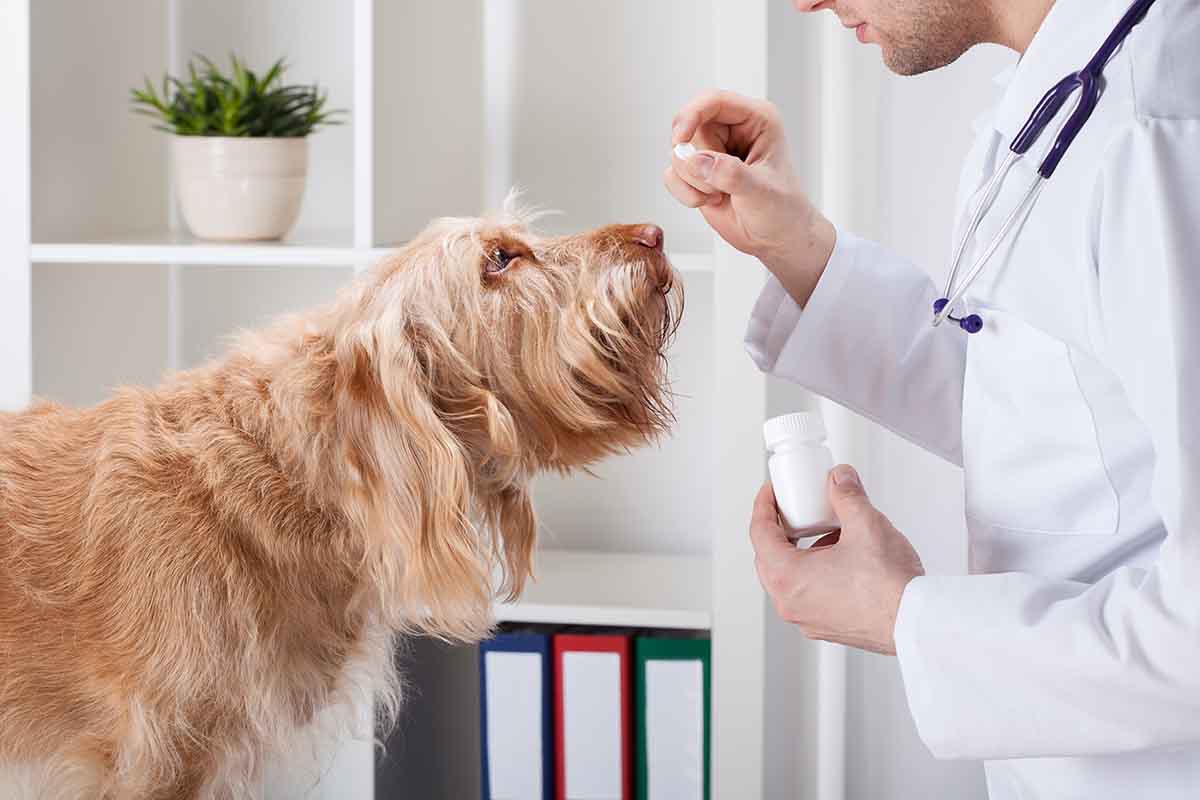 Сенаторы одобрили новый порядок допуска к распространению ветеринарных препаратов