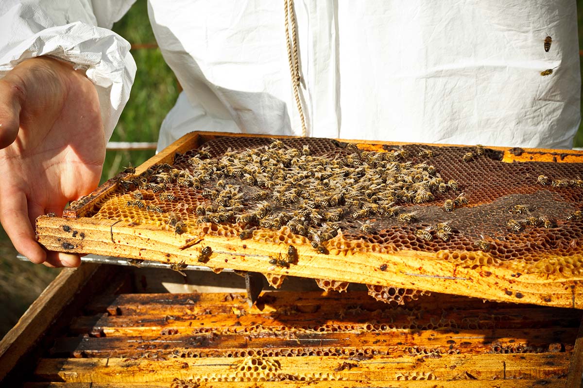 Суд поддержал пасечников в компенсации за вымерших пчел