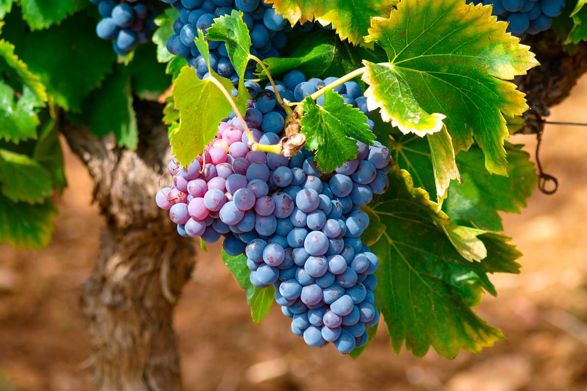 Депутаты установили новые нормы о государственной поддержке и регулировании деятельности производителей вина