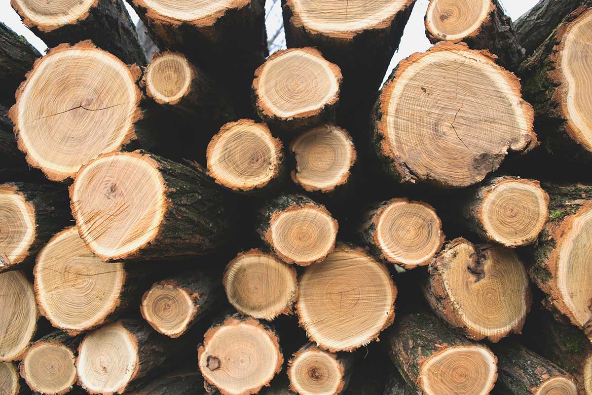Верховный Суд отклонил требования лесозаготовителя на продление договора аренды в условиях санкций